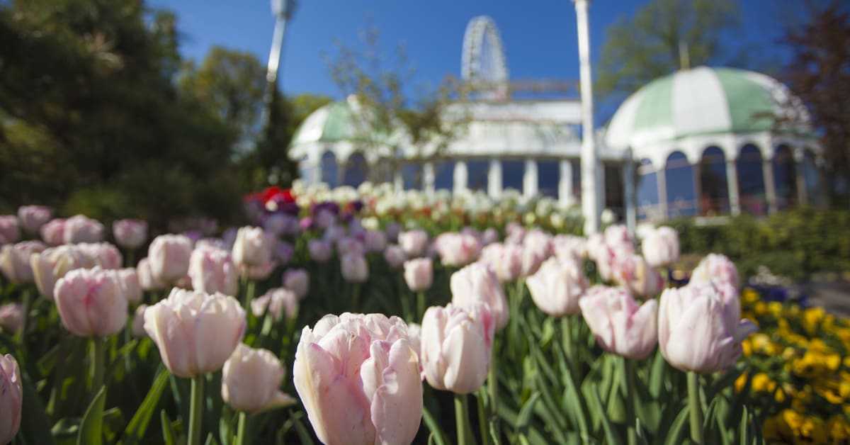 Svaret på FHM:s gästbegränsningar: Liseberg öppnar promenadpark