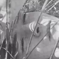 Evenemang: Send No Flowers & The Slow Summits