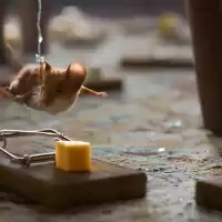 Evenemang: Om Ingen Går I Fällan