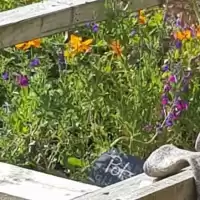 Evenemang: Workshop: Odling I Pallkrage - 8 Maj