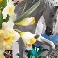 Evenemang: Gothenburg Horse Show 2026 Lördag Dag - 6