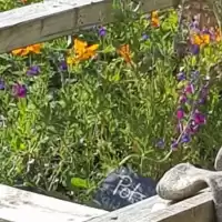 Evenemang: Workshop: Odling I Pallkrage - 9 Maj