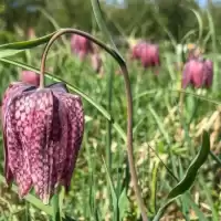 Evenemang: årsmöte Lördag 18 April 2026 I österbybruk