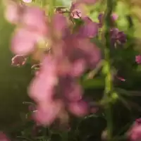 Evenemang: Saltofolk 2026