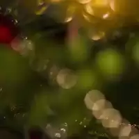 Evenemang: Julkonsert Med Göteborgs Operan