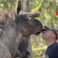 Evenemang: älgmannen Leffe Gårdsjö älgpark