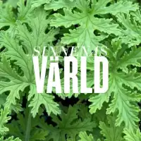 Evenemang: Med Doft Av Geranium