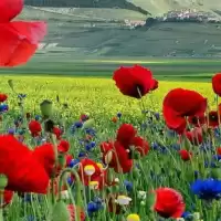 Evenemang: Poppy Field Sip & Paint