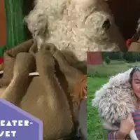 Evenemang: En Väska Full Med Sånger