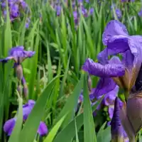 Evenemang: Med Doft Av Iris