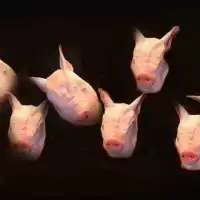 Evenemang: Hemma Hos Grisarna