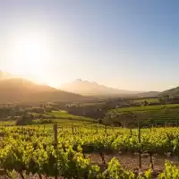 Evenemang: Sydafrikansk Smagning - Restaurant Olivia Brasseri