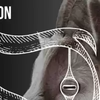 Evenemang: Ensemble Getögon På Tegelscenen