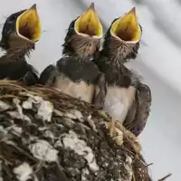 Evenemang: Friskkör I Råda Rum