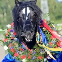 Evenemang: Solänget Travgala