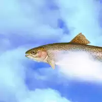 Evenemang: Kammarmusik: Forellkvintetten